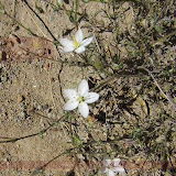 Arica - Parque Nacional Lauca (54 de 48).jpg