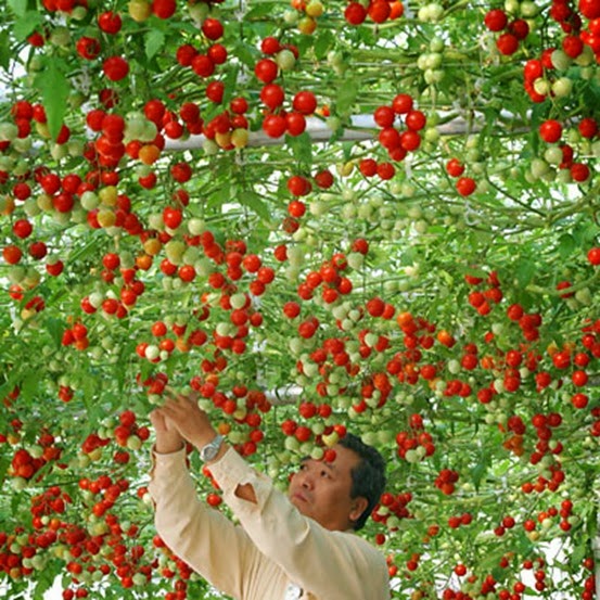 pg-09-epcot-tomato-tree-giant-vegetables-full