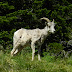 Bighorn.sheep.dscn4643