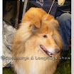 Pedigree Dogs 011.jpg