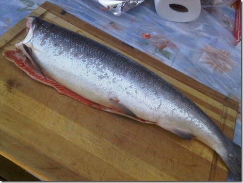 salmon before