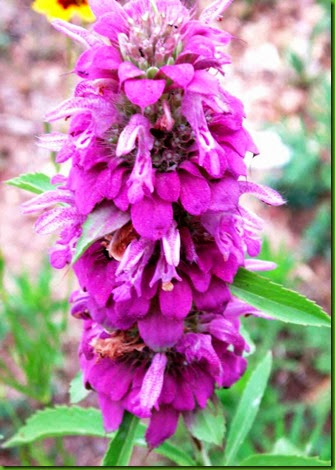 Monarda citriodora