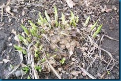 emerging hosta emerging hosta