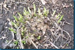 emerging hosta