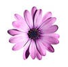 [stock-photo-purple-flower-isolated-w%255B2%255D.jpg]