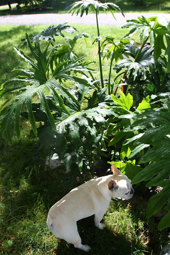 Franny, this cut leaf philodendron is covered with rain drops.