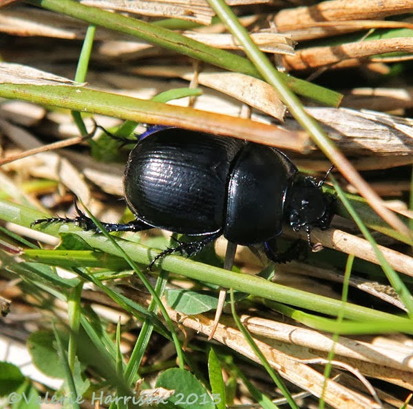 [11-dor-beetle%255B2%255D.jpg]