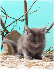 Фото котенка мейн-кун Frant возраст 6 недель | Питомник Grey Claw`s