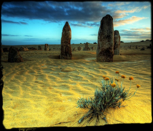 flores del desierto