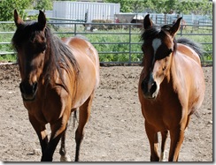 horses2011-17