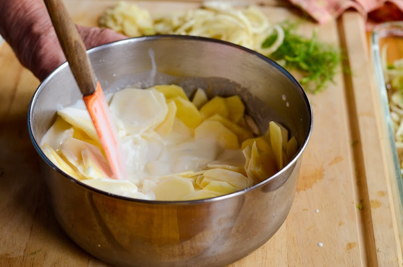 fennel scalloped potatoes-13243 fennel scalloped potatoes-13243