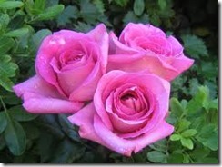 Roses Roses