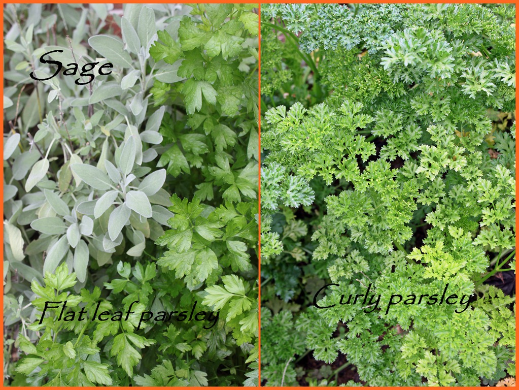 [XXX2collageherb%255B1%255D.jpg]