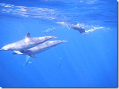 ハワイ島イルカ ハワイ島イルカ