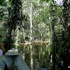 Herman charts our way to the huge Ceiba tree