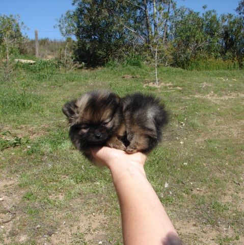 pom size pom jpg trusting tags pom pom size pomeranian pippy cute ...