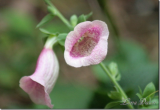 Foxglove_Sept22