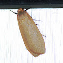Little White Lichen Moth