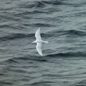 Snow Petrel