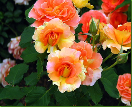 Rosa Golden-Slippers-Rose Rosa Golden-Slippers-Rose
