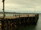 Abandoned wharf is a home for the wild life