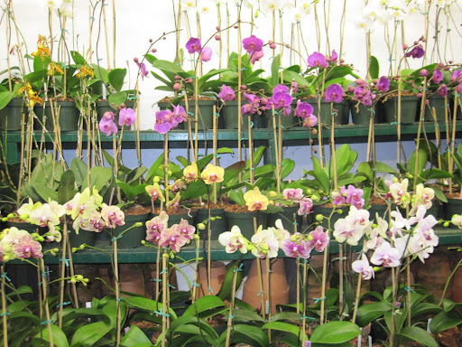The orchids are gorgeous and perfectly displayed.