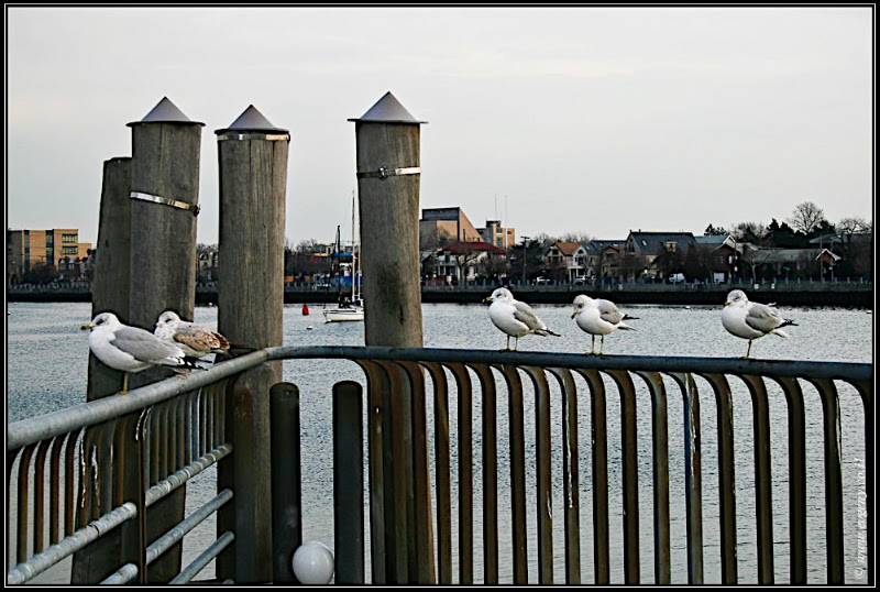 Вид на Америку: Sheepshead bay (foto america  фото путешествия моря и океаны new york  0101 NY%25252C%252520Sheepshead 5)