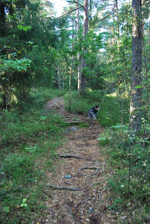[Tur%2520i%2520skogen%2520sept%252011%2520017%255B5%255D.jpg]