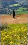 cipresso solitario 21-877