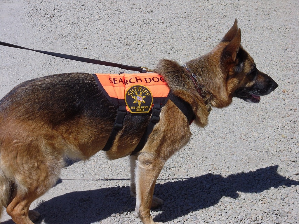 [K-9%2520Dog%2520Search%2520and%2520Rescue%2520Team%2520010%255B3%255D.jpg]