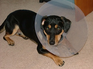 conehead conehead