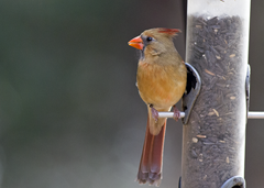 Female Cardinal Kleb Woods2 Female Cardinal Kleb Woods2