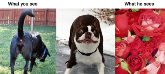 [what-you-see-animals-712124%255B2%255D.jpg]