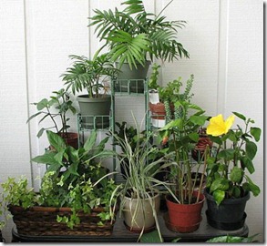 indoor-gardening-ideas indoor-gardening-ideas