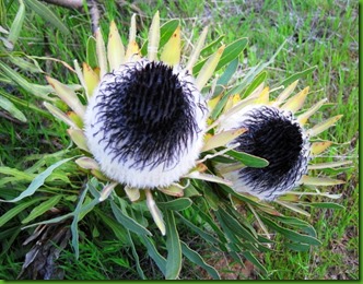 Protea longifolia1 Protea longifolia1