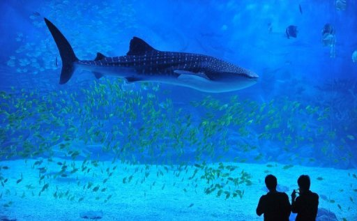 This file illustration photo shows people watching a whale shark swimming in an aquarium. Sharks inhabiting Australia's Great Barrier Reef are in decline due to over fishing, researchers warned, after developing what they said was a new way to measure falling numbers. via physorg.com
