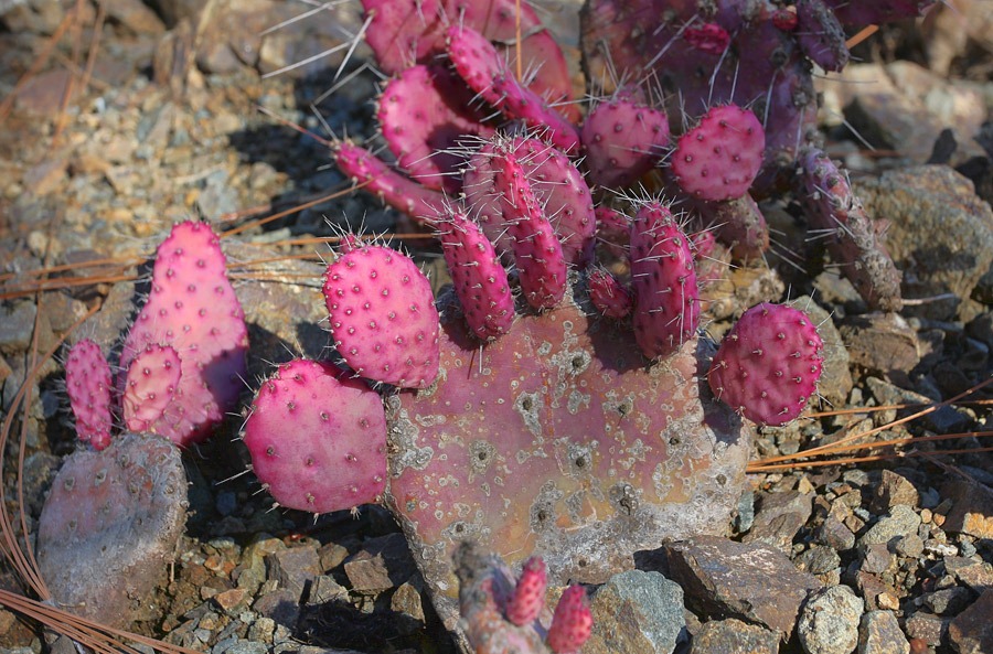 [120414_RBG_Opuntia-violacea_03%255B2%255D.jpg]