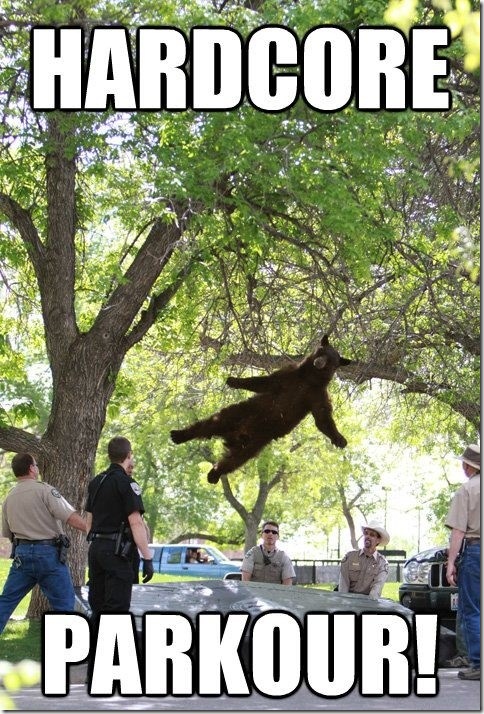falling-bear-meme-2