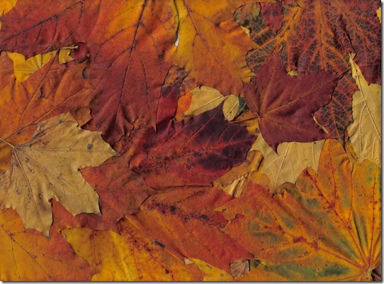 22___Leaves_by_Pyritie 22___Leaves_by_Pyritie