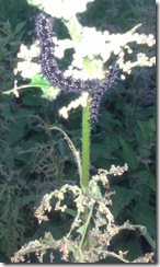 nettle caterpillars