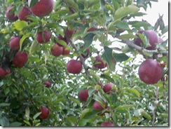 appels09 appels09