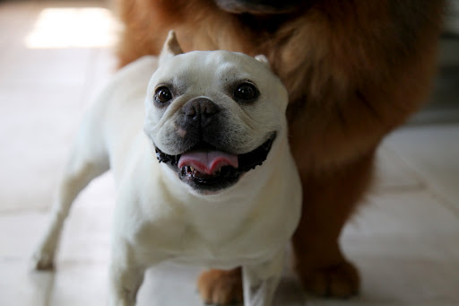 We rely on panting as our cooling system, while humans rely on sweating.  When humans sweat, the moisture cools their skin as it evaporates.