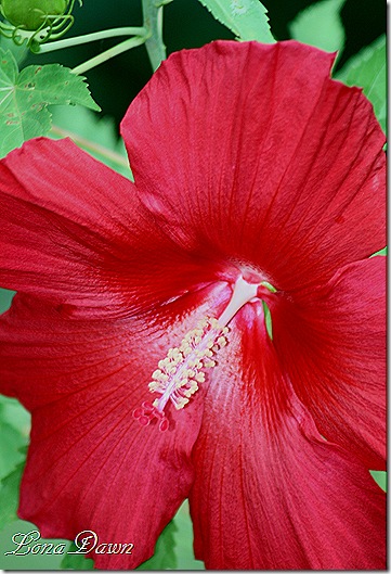 Hibiscus_LordBaltimore