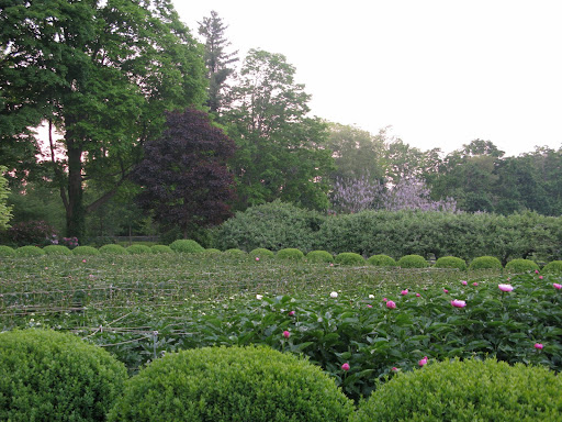 The peonies looked sleepy, yet ready to burst open at sunrise.