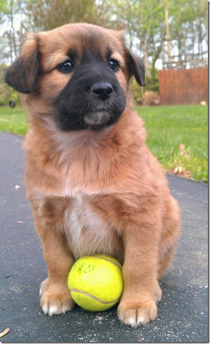 puppy portrait