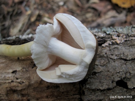 Agaricus placomyces split Agaricus placomyces split