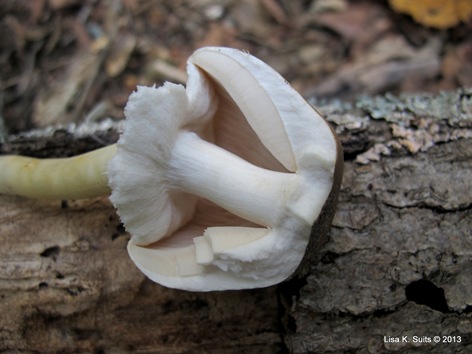 Agaricus placomyces split