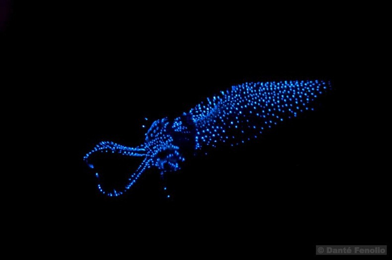 Firefly Squids in Toyama Bay, Japan | Amusing Planet