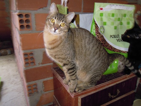 Muffy 1