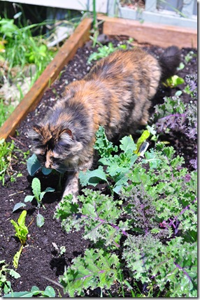 kale cat 3 kale cat 3